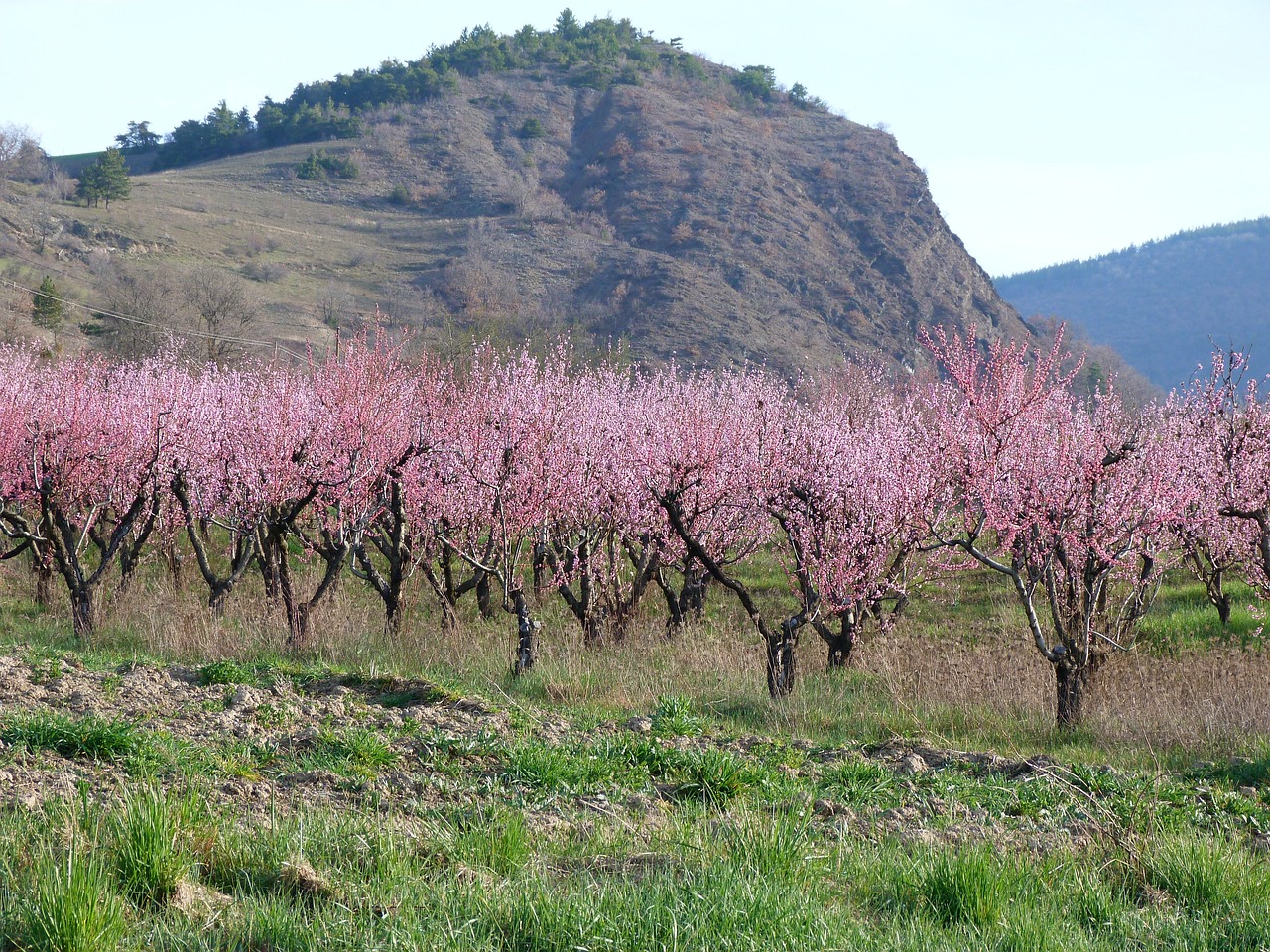 How to Create Your Own Backyard Orchard